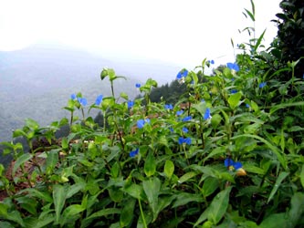 Bergblumen Bergblumen